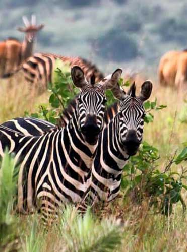 Akagera-National-Park-picture